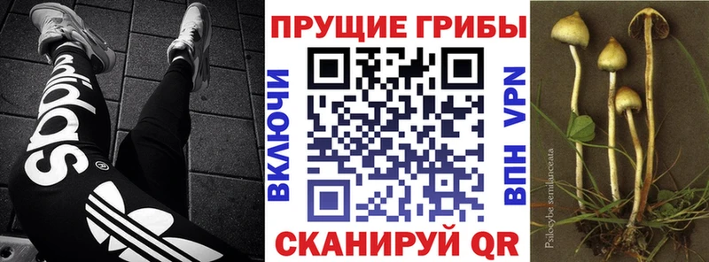 Псилоцибиновые грибы Psilocybine cubensis  Купить  Удачный 