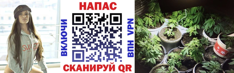 Бошки марихуана Amnesia  Купить закладки  Удачный 